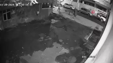 Ofis Çalışanları Sokak Kedisini Sahiplendi
