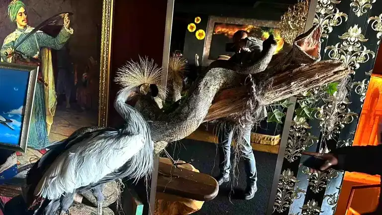 Beykoz'da Yasa Dışı Hayvan Operasyonu: Kaya Kartalı, Timsah ve Daha Fazlası!