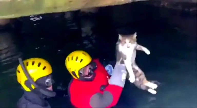 Heybeliada'da Mahsur Kalan Kedi Kurtarıldı
