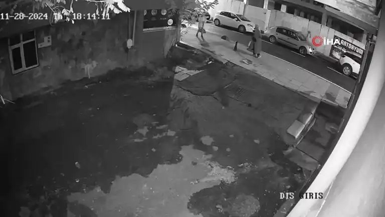 Ofis Çalışanları Sokak Kedisini Sahiplendi